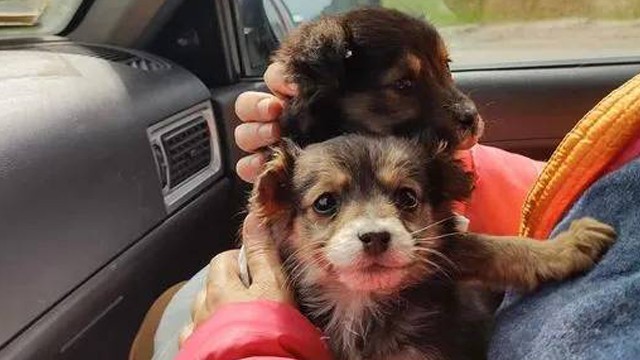 Cute puppies from Motyzhyn