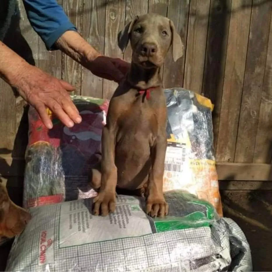 Help_for_animals_in_Chernihiv_ and_Zaporizhzhya_img_2