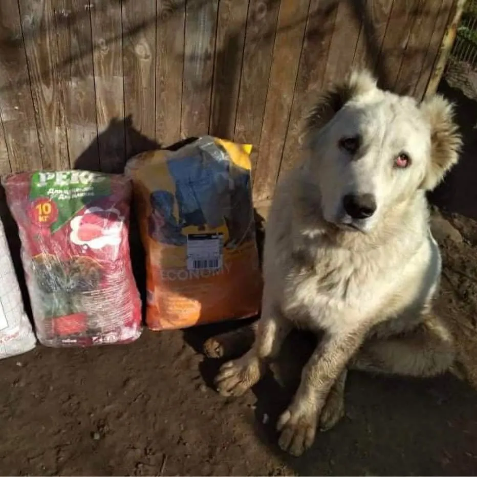 Help_for_animals_in_Chernihiv_ and_Zaporizhzhya_img_3