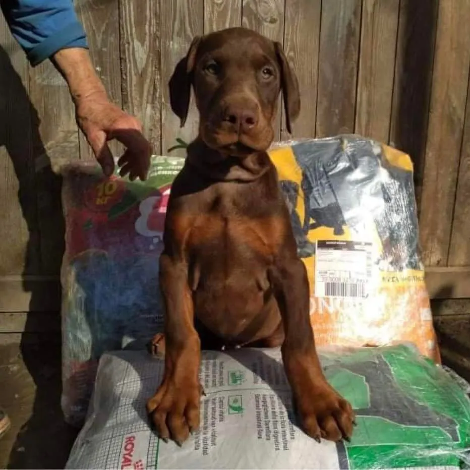 Help_for_animals_in_Chernihiv_ and_Zaporizhzhya_img_4