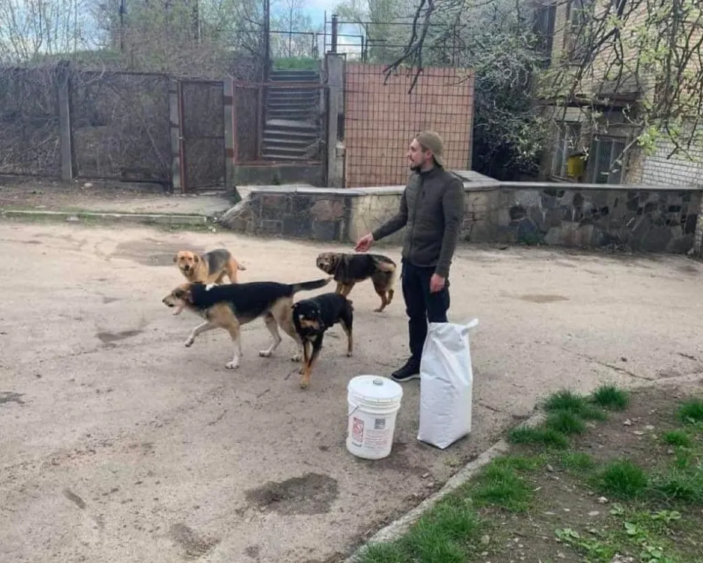 food to stray animals