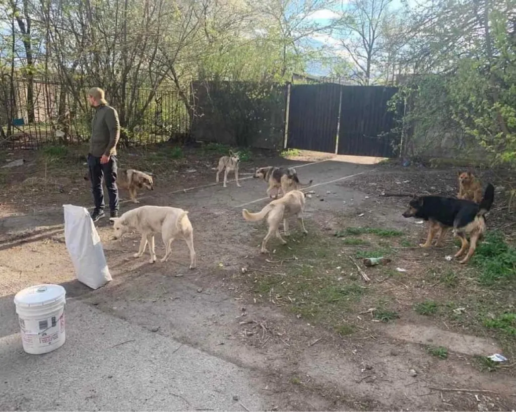 food to stray animals