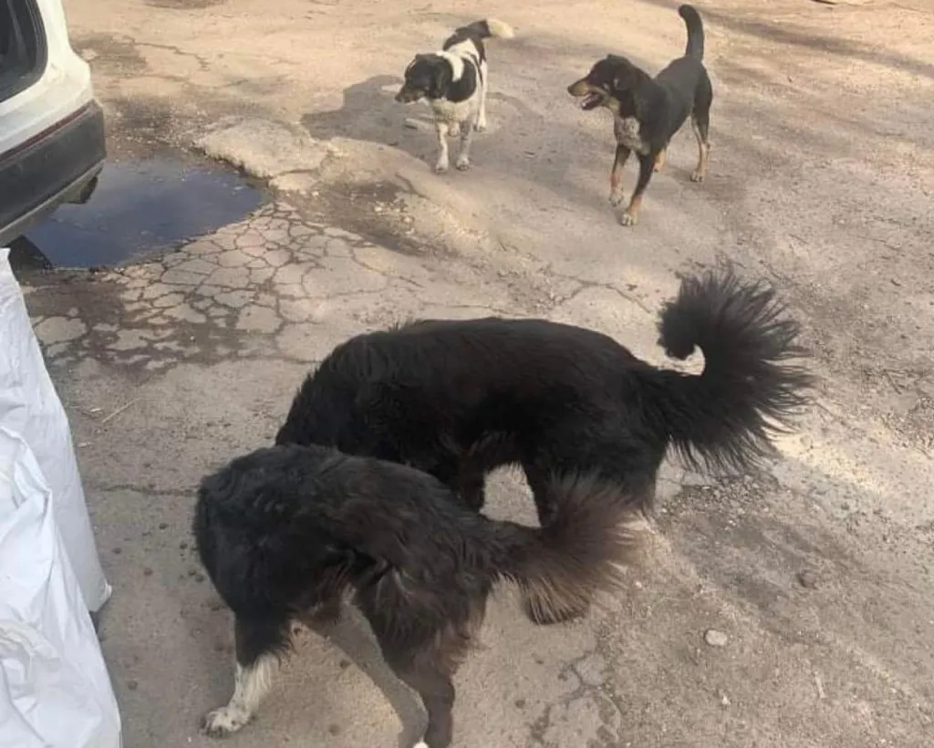 food to stray animals