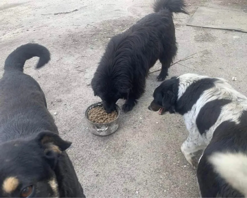 food to stray animals