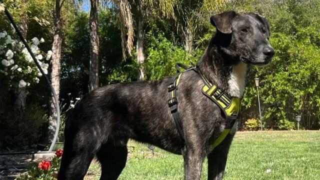 Are you in the San Francisco Bay Area and looking for a new family member?