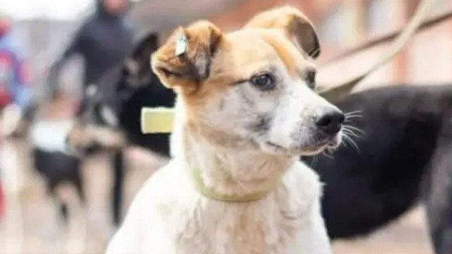 This is Bim’s story