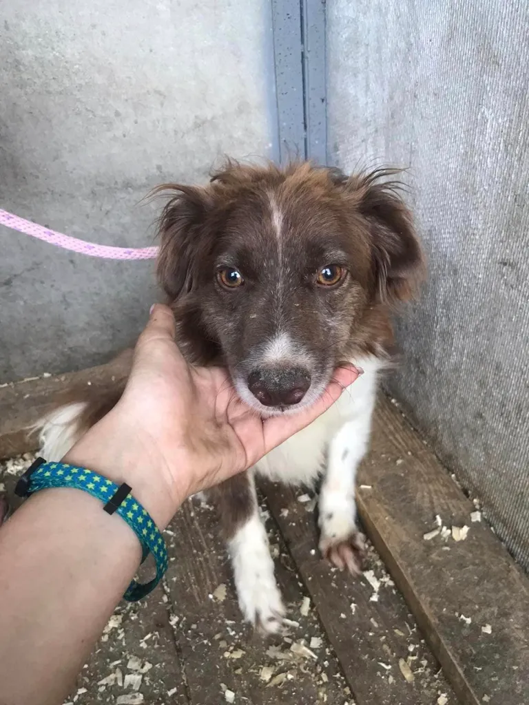 Zlatochka, a sweet dog, being gently petted by a volunteer, learning to trust and enjoy human companionship.