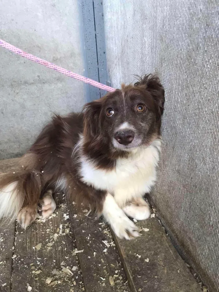 Zlatochka, a gentle and kind dog, enjoying a moment of peace and comfort in the shelter.