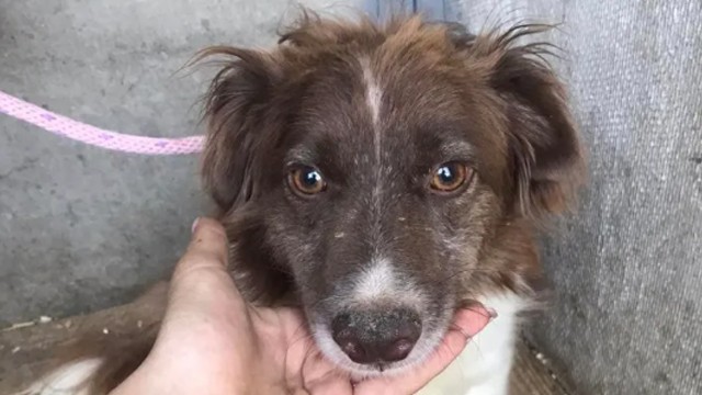 Street dog adoption: Zlatochka’s second chance at love