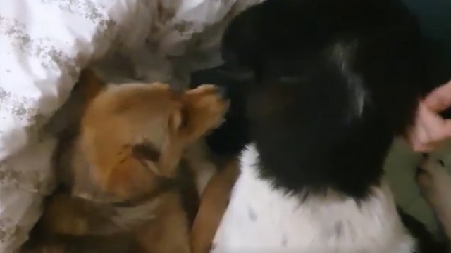 Our dogs are fooling around and playing with our volunteer Rebekka on the bed