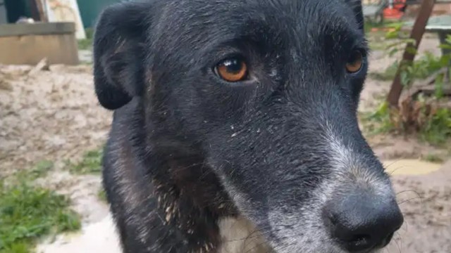 Winter is coming soon. Our dogs need help.