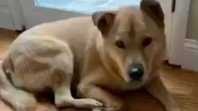 Duke was rescued from a South Korean meat farm and is now in the San Francisco Bay Area looking for his home