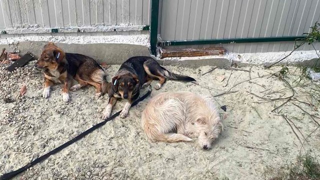 Kennel in Stryi – a city in the Lviv region.