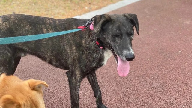 Very soon these dogs rescued from a meat farm in South Korea will be in a new home.
