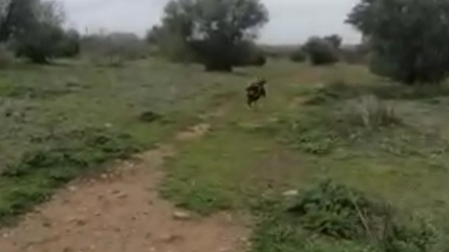 We rescued Fisky from Borodyanka shelter in 2020