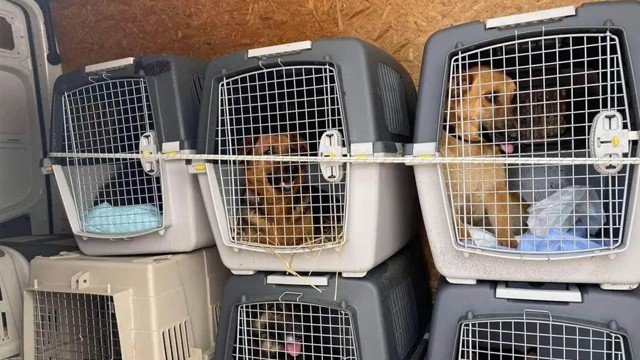 Today we got over the border of Romania with 8 dogs from the Borodyanka shelter and 4 dogs from another shelter that were occupied by Russian invaders for 5 weeks!