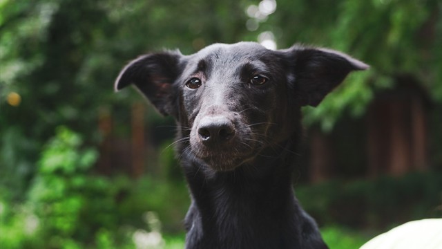 Meet Tosya. This beautiful dog is looking for a home.