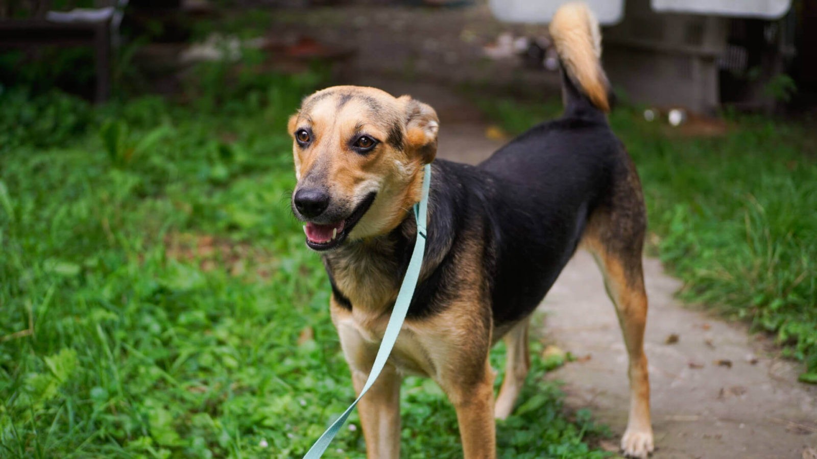 Krasava is one of the many Ukrainian dogs we have helped