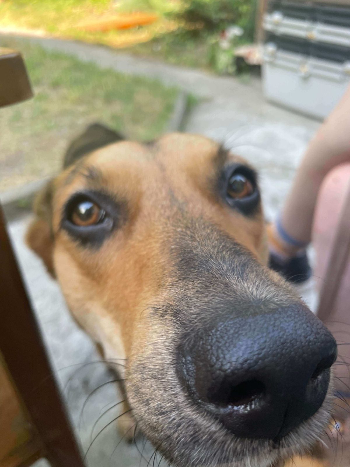 oct_20_2022_for_adoption_Krasava_img_12