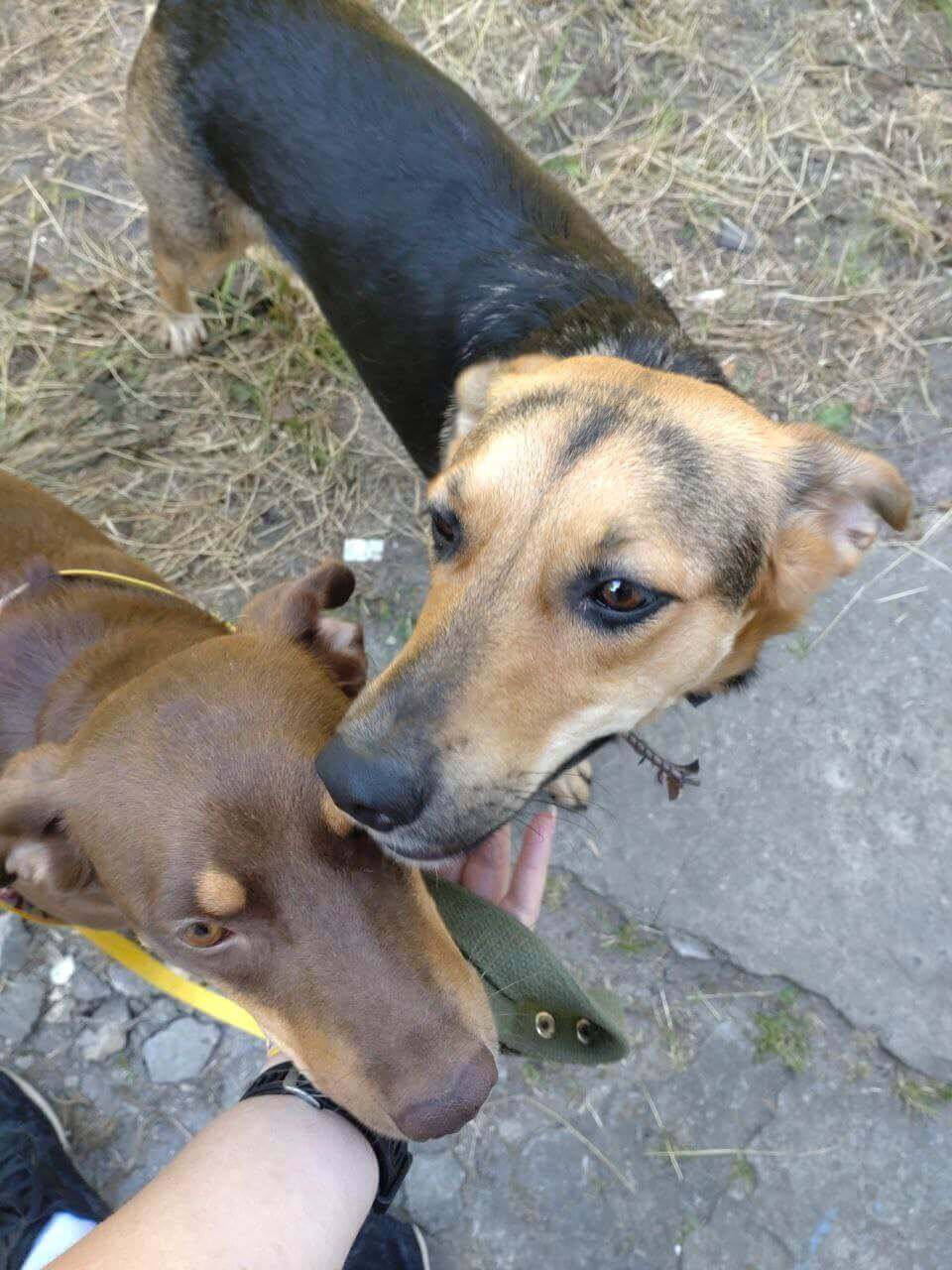 oct_20_2022_for_adoption_Krasava_img_16