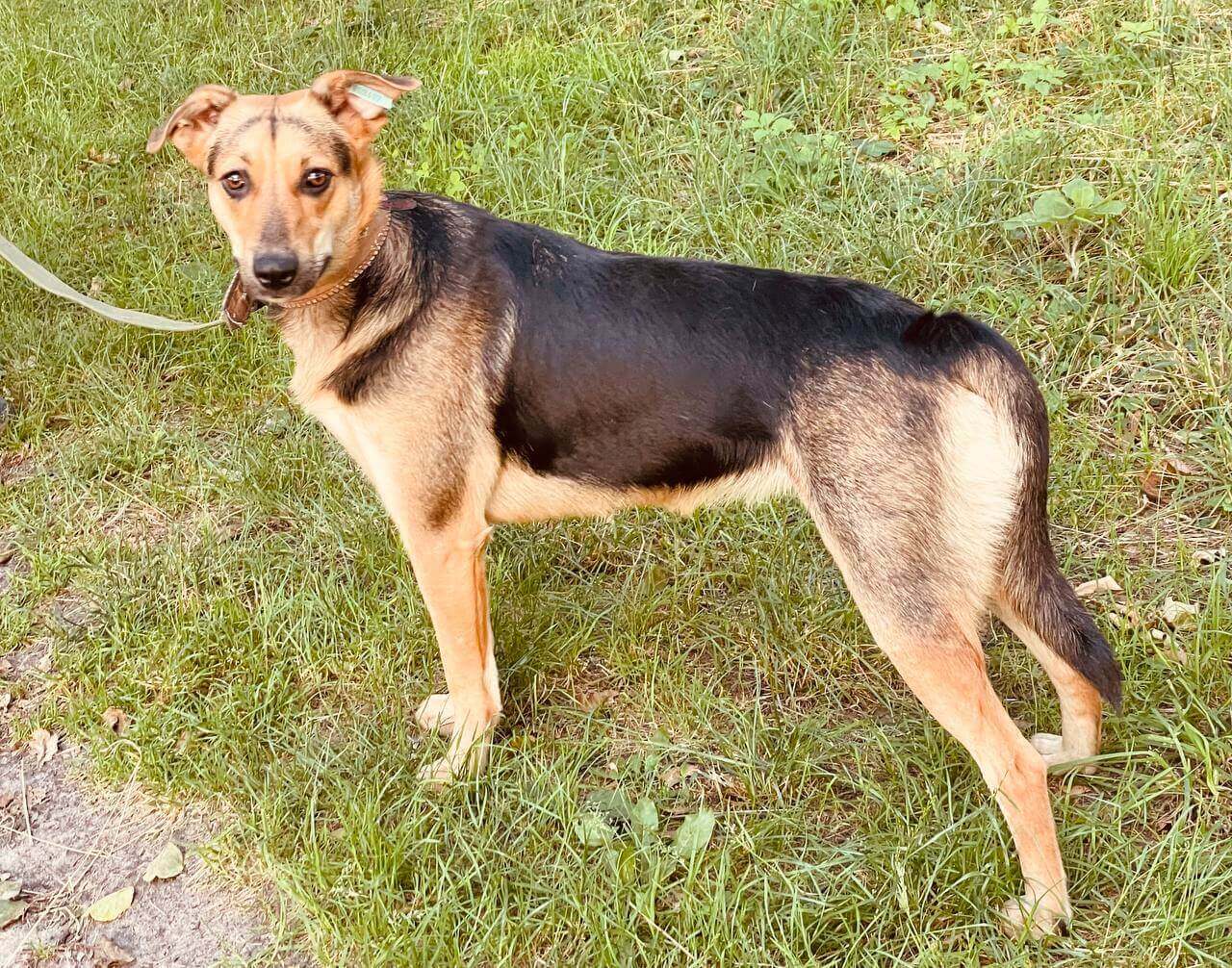 The touching story of the dog Krasava - Transform A Street Dog