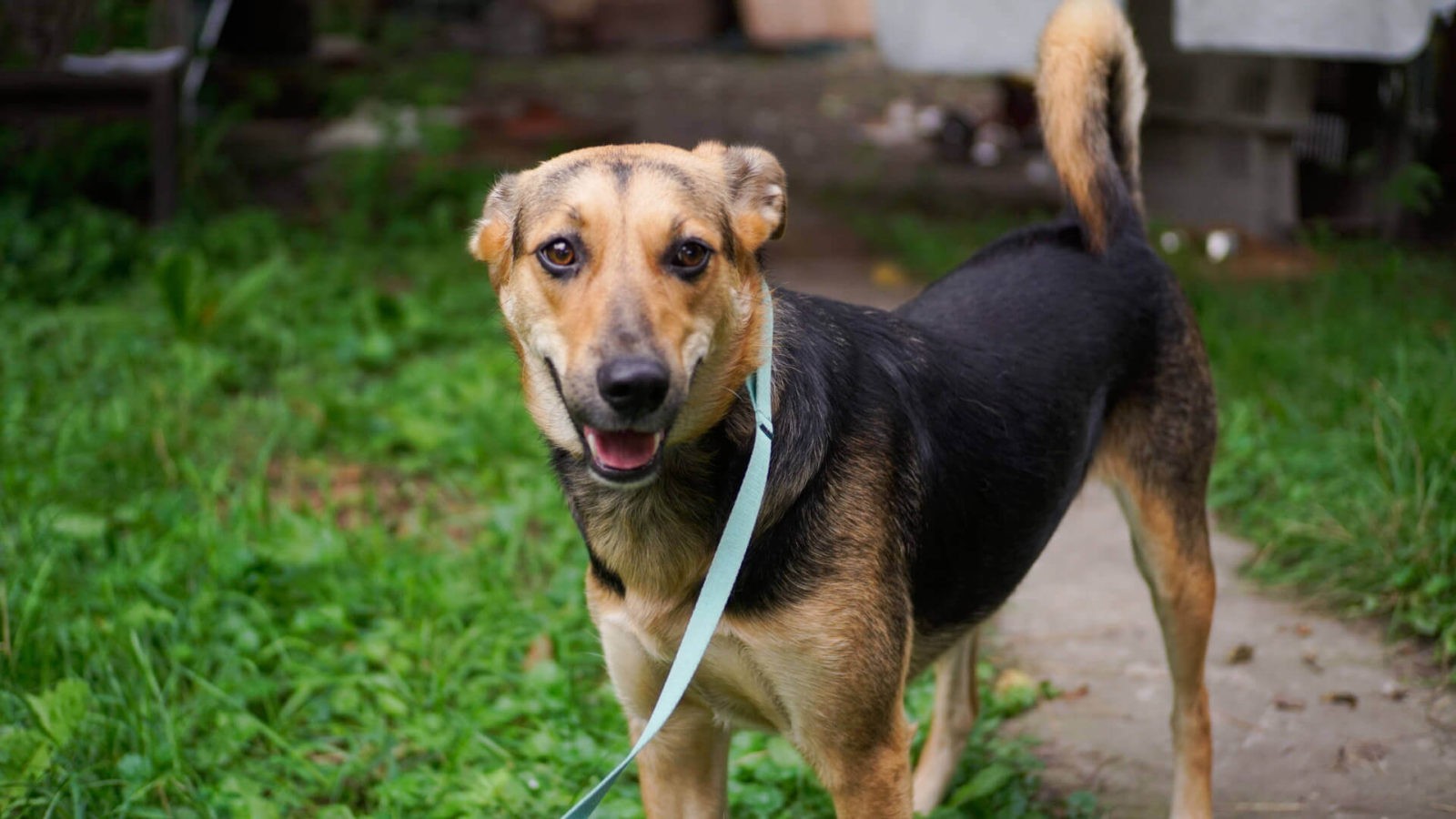 Krasava is one of the many Ukrainian dogs we have helped