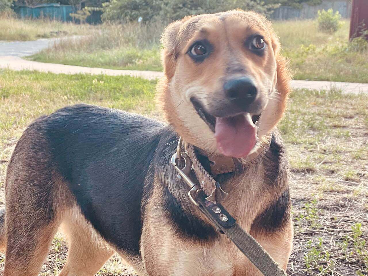 Krasava is one of the many Ukrainian dogs we have helped