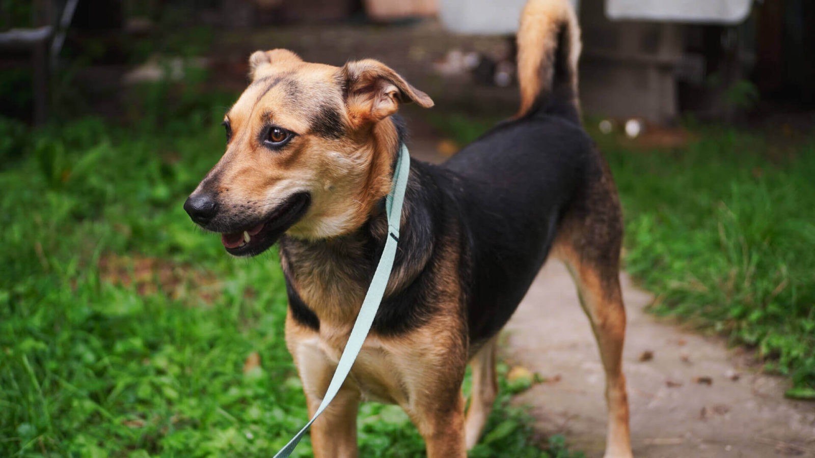 Krasava is one of the many Ukrainian dogs we have helped