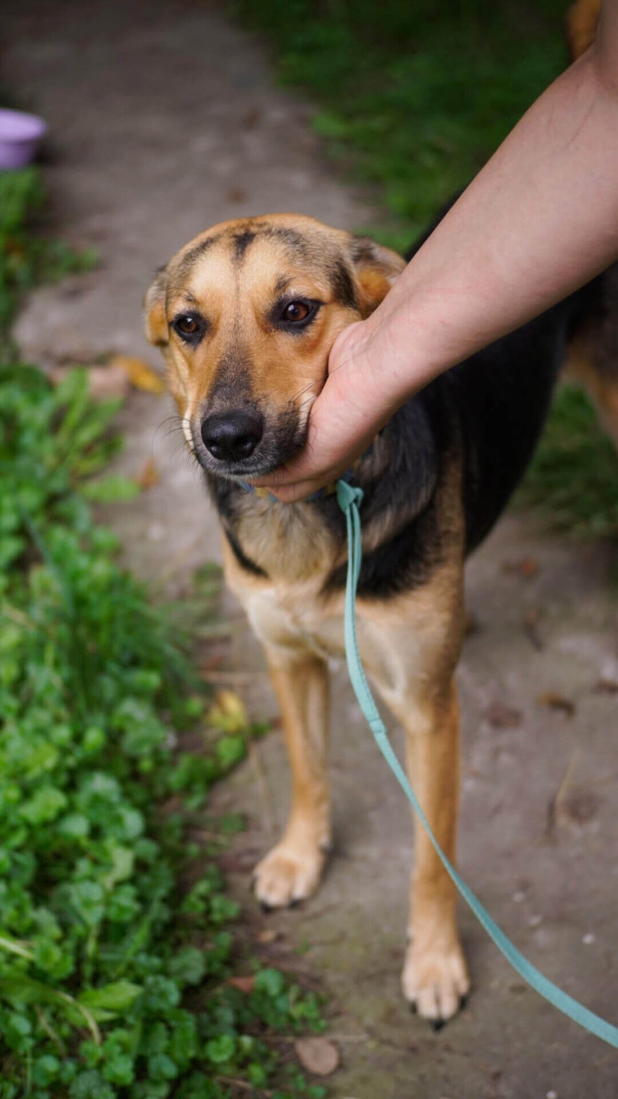 Krasava is one of the many Ukrainian dogs we have helped