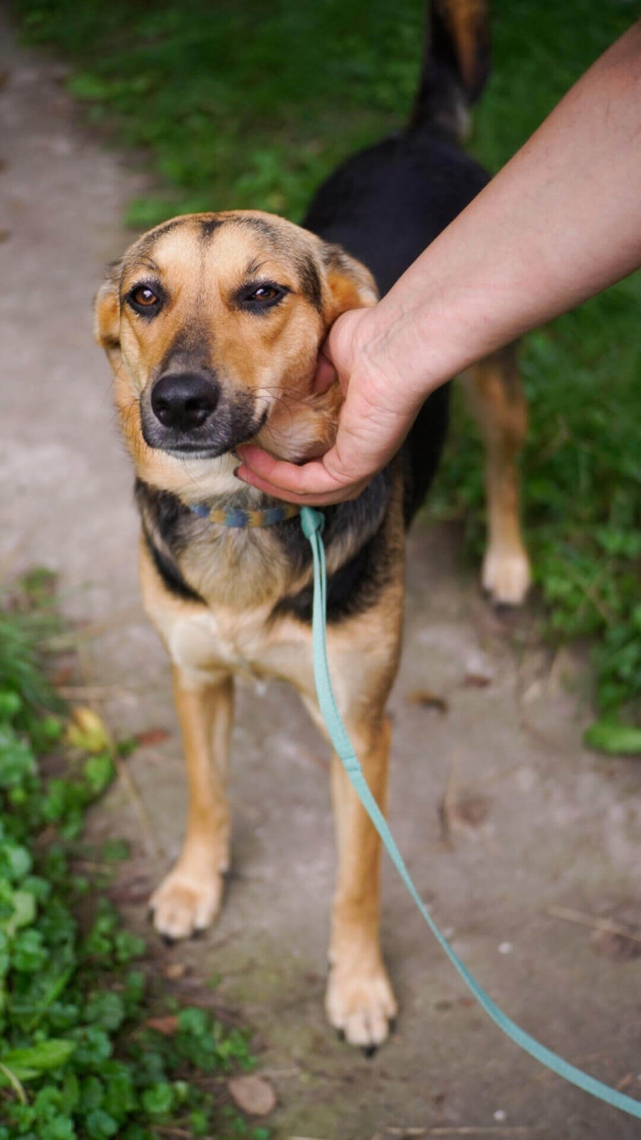 Krasava is one of the many Ukrainian dogs we have helped