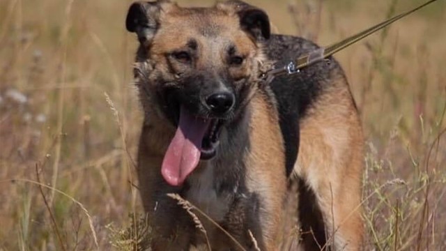 Teidah and dogs waiting for adoption