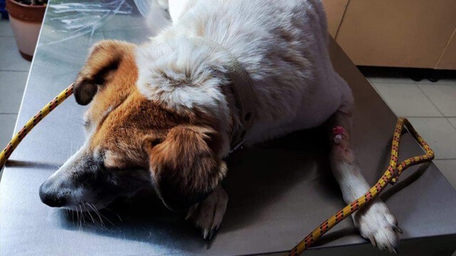 Bad news! Our poor Bim has Staphylococcus