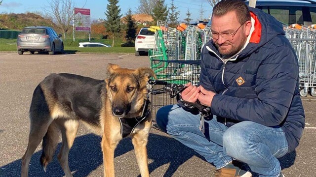 Our Chelsea, a Borodyanka survivor, is now finally in a foster home in Belgium, and she’ll never live in a shelter again