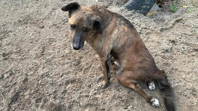 Bucks’ dream came true. Now he can run around and play with other dogs.