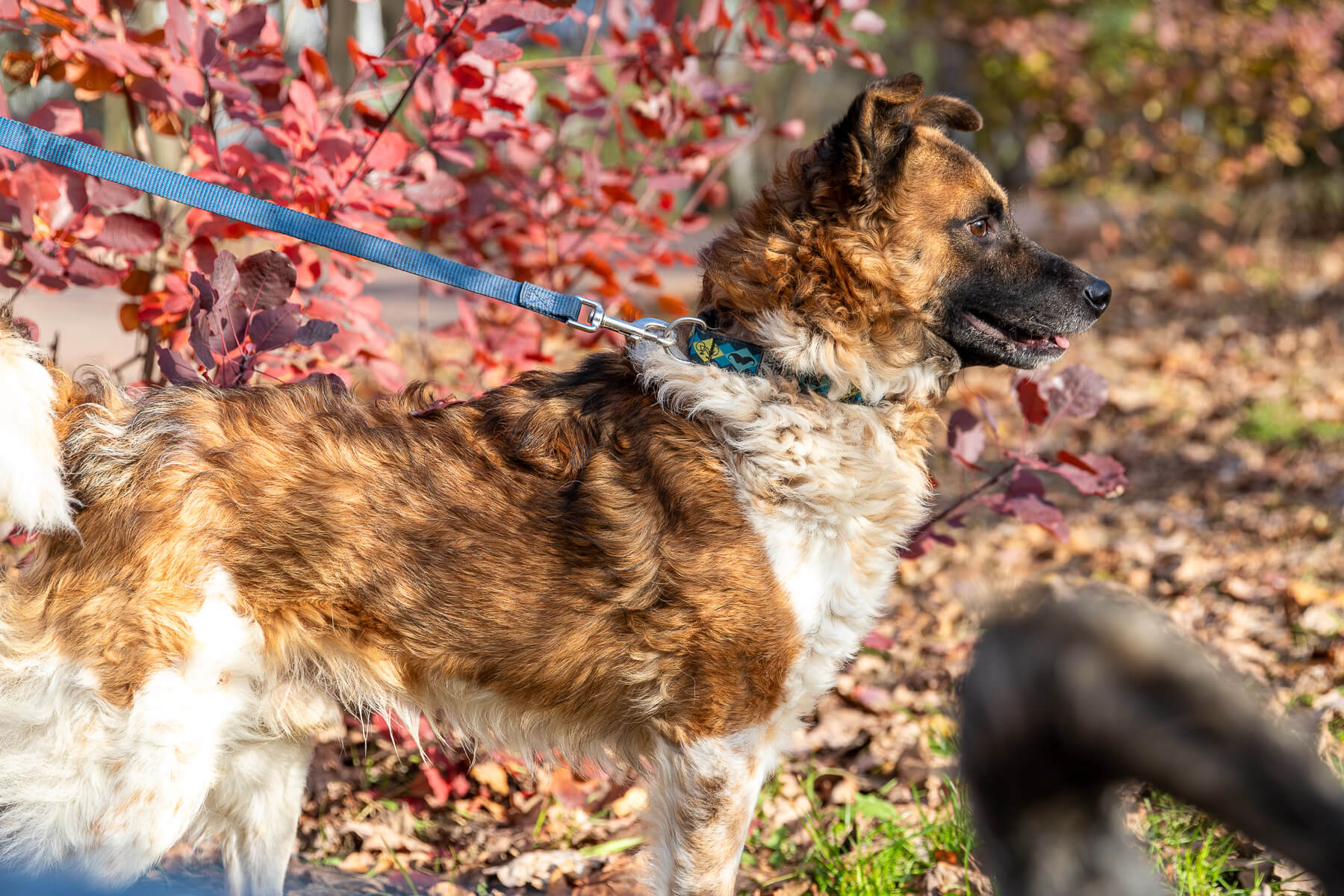 december-08-for-adoption-lys-img-3