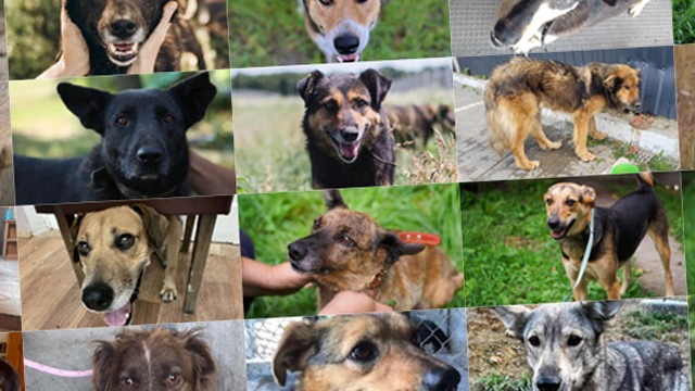 A Tale of Resilience and Redemption with Ukraine Dog Rescue