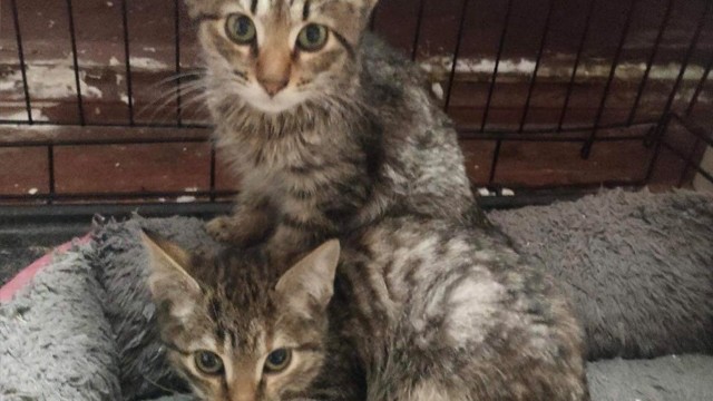 The kittens that were thrown in the bag are now in the Kyiv house