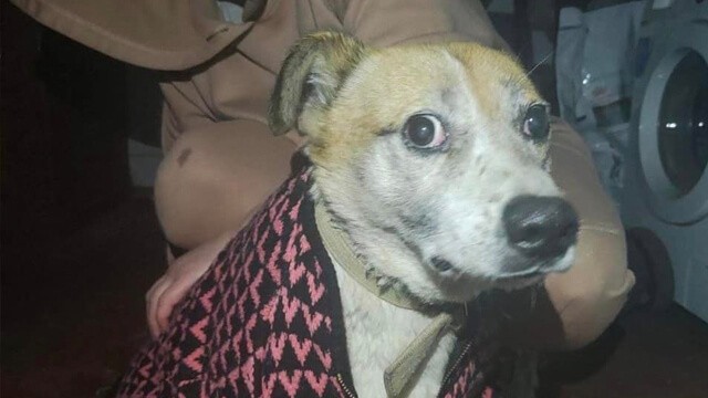 Many people have been asking about Bim, so here he is.