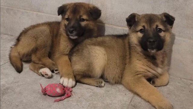 We’re looking for a home for these wonderful, sweet boys!