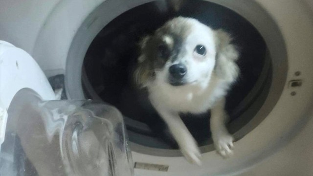 No we don’t actually wash dogs in the washing machine!