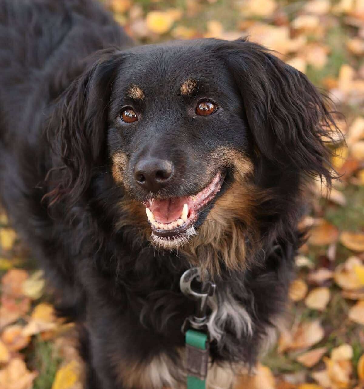 Balalaika the Brave: A Sweet Ukrainian Rescue