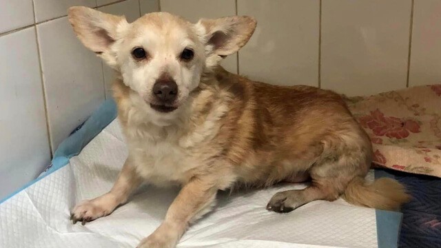 Abandoned Dog Hit by Car in Need of Love and Care