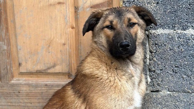 A Sweet and Beautiful Dog Looking for a Loving Family