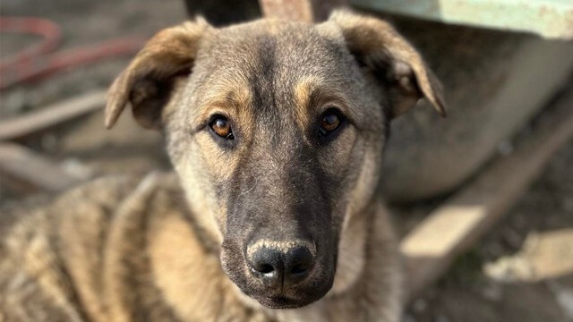 Meet Baloo: The Big, Gentle Dog Looking for a Loving Home