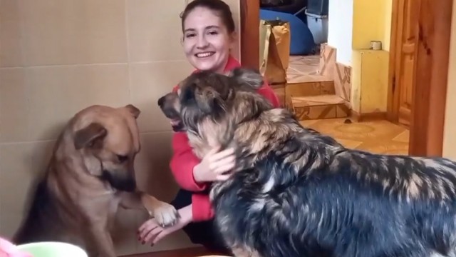 Dogs Transformation at Kyiv House: Stories of Hope