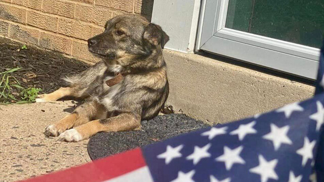 A Heartwarming Journey: Smilyk's Homecoming to Long Island