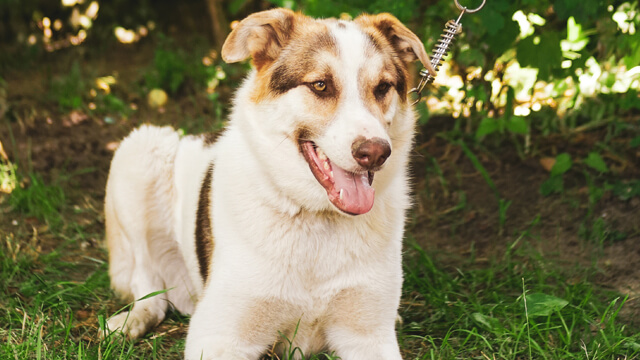 August_05_2023_for_adoption_Lord_thumbnail