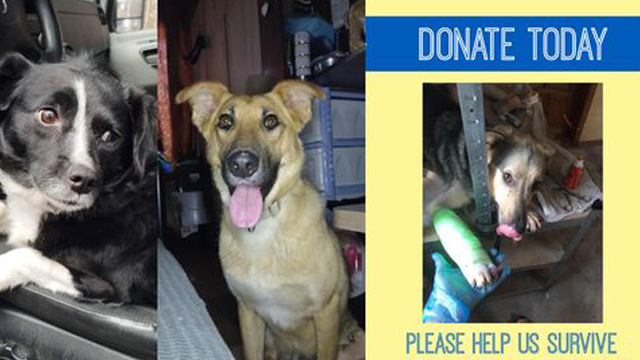 Urgent Appeal: Time of Crisis and Hope for Our Furry Friends