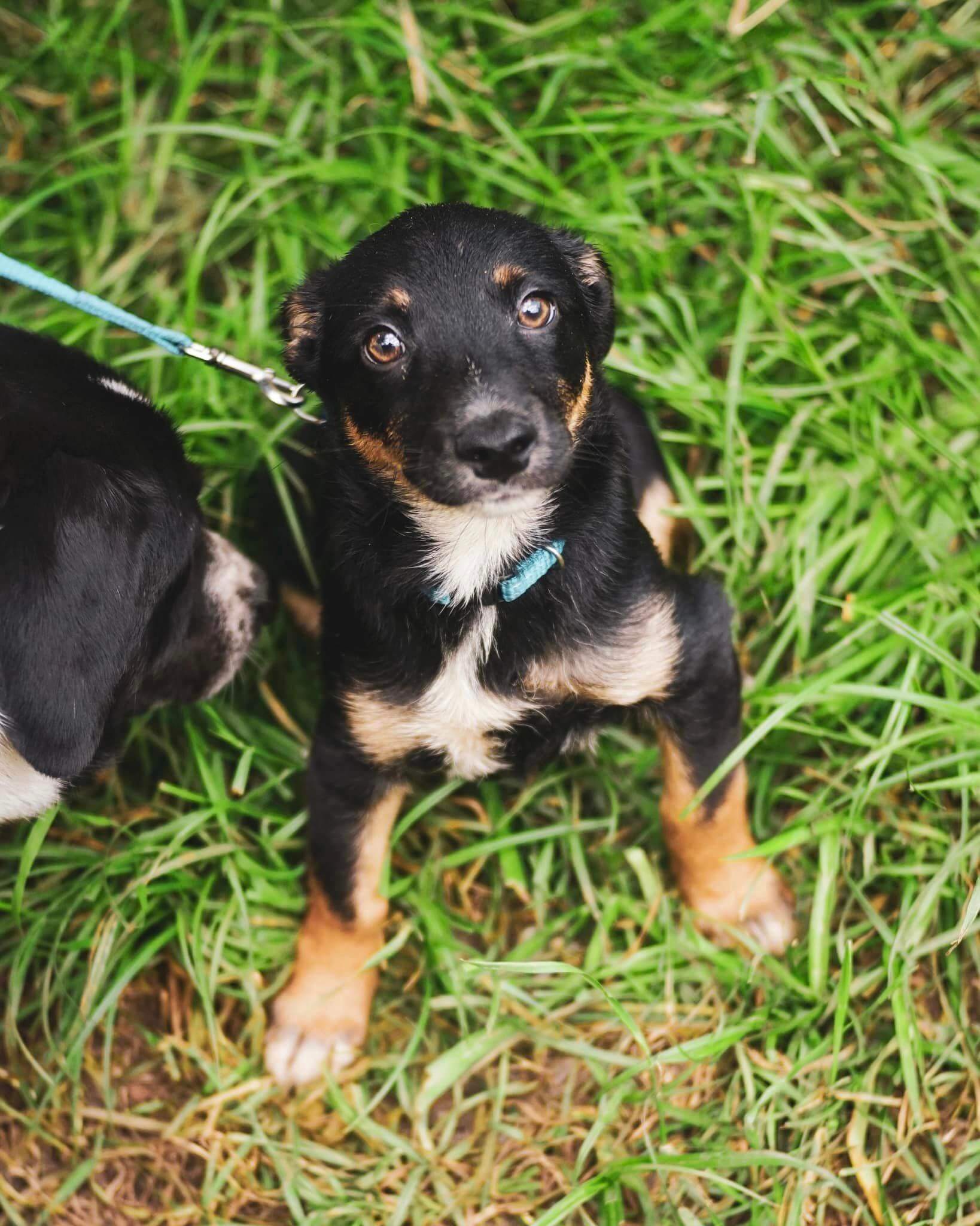 adopt-street-dog-puppies-meet-blues-and-his-siblings-now