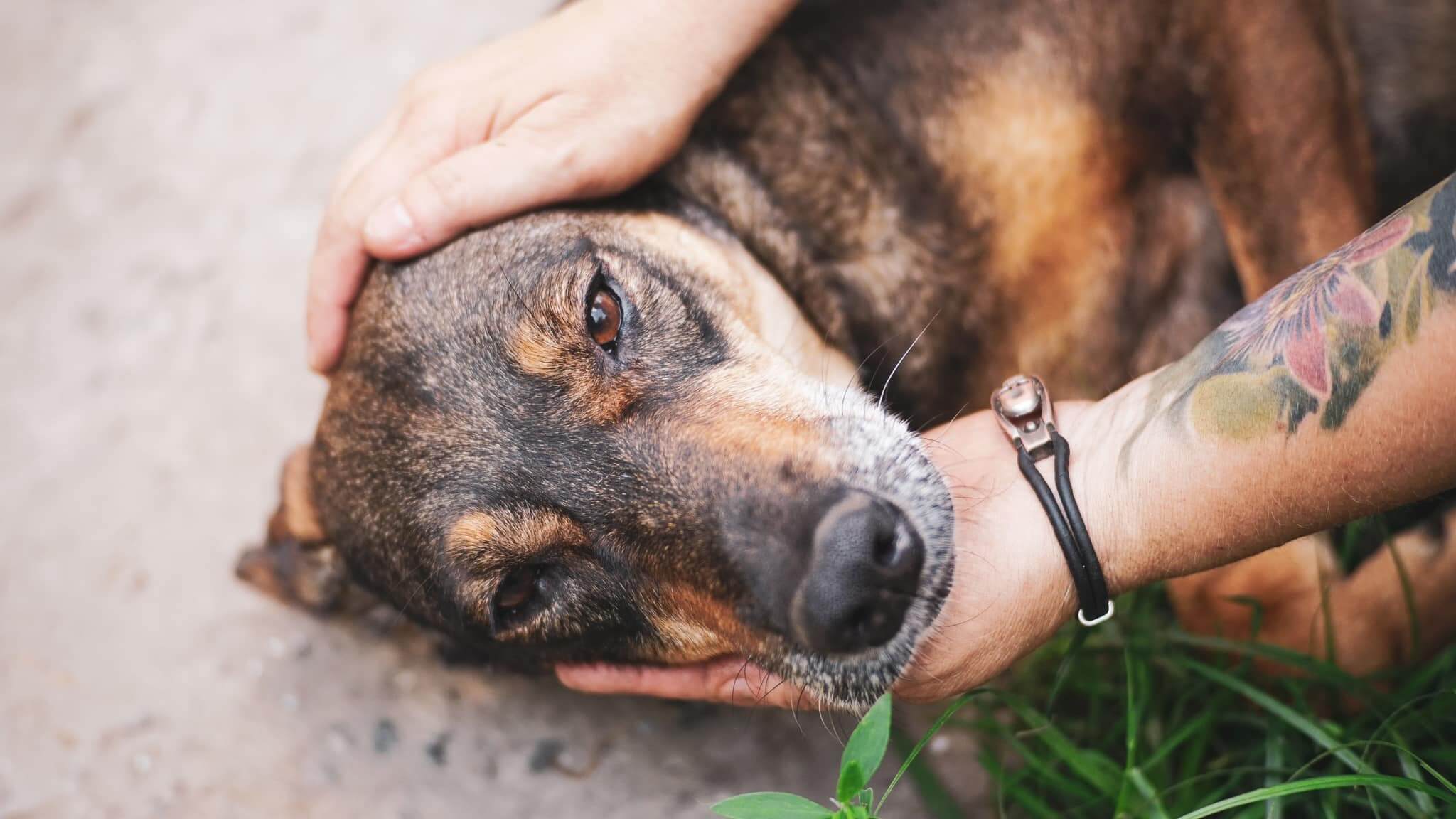 Street Dogs for Adoption: Discover Heartwarming Stories!